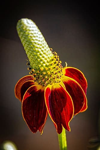 USA-Colorado-Fort Collins Prairie coneflower close-up Art Print by Jaynes Gallery